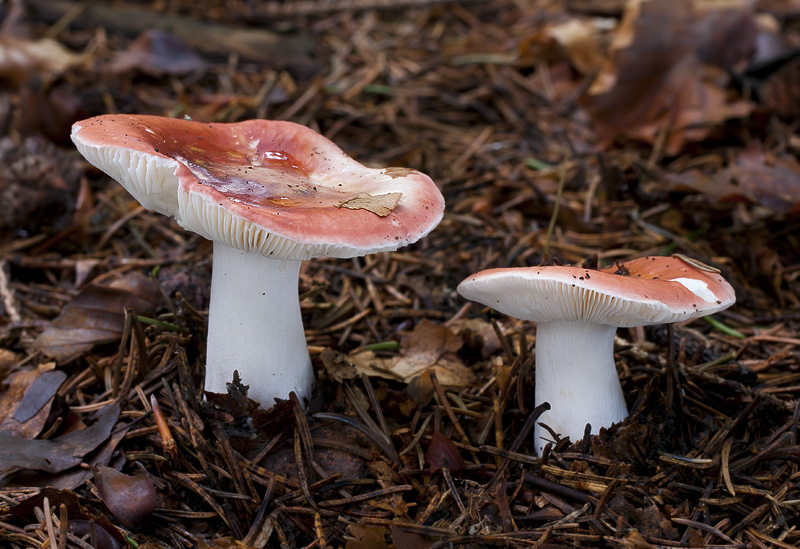 Russula nobilis